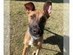 Boxer Mix DOG FOR ADOPTION RGADN-1392820 - Winston - Shepherd / Boxer / Mixed