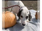 Basset Hound DOG FOR ADOPTION RGADN-1392823 - MOLLY - Basset Hound / Hound