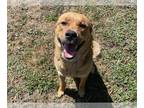 Mastador DOG FOR ADOPTION RGADN-1392854 - VENUS - Labrador Retriever / Mastiff /