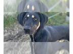 Rotterman DOG FOR ADOPTION RGADN-1392865 - NORMAN - Doberman Pinscher /