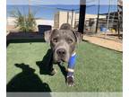 Staffordshire Bull Terrier Mix DOG FOR ADOPTION RGADN-1392871 - RESCUE ONLY -