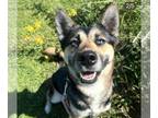 Huskies Mix DOG FOR ADOPTION RGADN-1392883 - Sapphire - Shepherd / Husky / Mixed