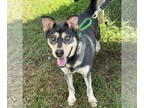 German Shepherd Dog-Siberian Husky Mix DOG FOR ADOPTION RGADN-1392884 - Twilight