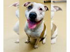 Staffordshire Bull Terrier DOG FOR ADOPTION RGADN-1392889 - ANGELO -