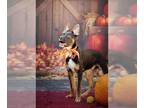 German Shepherd Dog Mix DOG FOR ADOPTION RGADN-1392897 - AMIR - German Shepherd