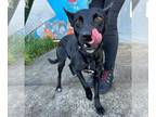 Border Collie Mix DOG FOR ADOPTION RGADN-1392913 - *PEANUT - Border Collie /