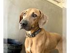 Weimaraner DOG FOR ADOPTION RGADN-1392922 - HONEY - Weimaraner (medium coat) Dog