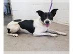 Borador DOG FOR ADOPTION RGADN-1392924 - NOEMI - Border Collie / Labrador
