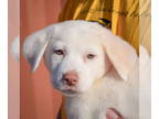Huskies Mix DOG FOR ADOPTION RGADN-1392931 - Zane - Husky / Yellow Labrador