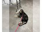 Siberian Husky Mix DOG FOR ADOPTION RGADN-1392933 - KING - Siberian Husky /