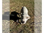 Catahoula Leopard Dog Mix DOG FOR ADOPTION RGADN-1392940 - Heady - Catahoula