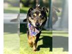 German Shepherd Dog DOG FOR ADOPTION RGADN-1392941 - ARCHIE - German Shepherd