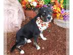 Borador DOG FOR ADOPTION RGADN-1392951 - MOJO - Border Collie / Labrador