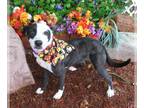 Border Collie DOG FOR ADOPTION RGADN-1392952 - SIRI - Border Collie (medium