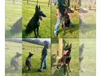 Dutch Shepherd Mix DOG FOR ADOPTION RGADN-1392968 - KAI - Dutch Shepherd /