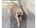 Mastiff DOG FOR ADOPTION RGADN-1392970 - BRUCE - Mastiff (medium coat) Dog For