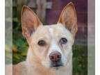 Huskies Mix DOG FOR ADOPTION RGADN-1392977 - Maya - Yellow Labrador Retriever /
