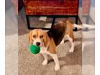 Beagle DOG FOR ADOPTION RGADN-1392984 - Milo - Beagle (short coat) Dog For