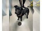 Labrador Retriever DOG FOR ADOPTION RGADN-1392986 - STOGER - Labrador Retriever