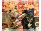 American Pit Bull Terrier Mix DOG FOR ADOPTION RGADN-1392993 - GAYLE - Pit Bull