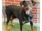 Doberman Pinscher DOG FOR ADOPTION RGADN-1392994 - EZEKIEL - Doberman Pinscher
