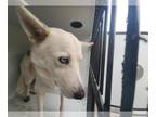 Huskies Mix DOG FOR ADOPTION RGADN-1392998 - TIANA - Husky / Mixed (medium coat)