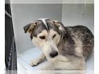 Mix DOG FOR ADOPTION RGADN-1392999 - DAISY - Husky (short coat) Dog For