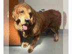 Tibetan Mastiff DOG FOR ADOPTION RGADN-1393011 - PEACHES - Tibetan Mastiff