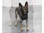German Shepherd Dog Mix DOG FOR ADOPTION RGADN-1393014 - Nala - German Shepherd