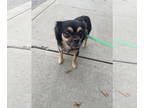 Papillon-Pug Mix DOG FOR ADOPTION RGADN-1393016 - MARCELLA - Pug / Papillon /