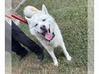 Samoyed Mix DOG FOR ADOPTION RGADN-1393034 - A628682 - Samoyed / Mixed (long