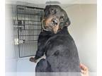 Rottweiler Mix DOG FOR ADOPTION RGADN-1393035 - A628685 - Rottweiler / Mixed
