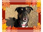 Australian Shepherd DOG FOR ADOPTION RGADN-1393037 - REESE - Australian Shepherd