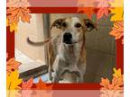 English Coonhound-Great Pyrenees Mix DOG FOR ADOPTION RGADN-1393038 - CAIRO -
