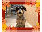 Bluetick Coonhound DOG FOR ADOPTION RGADN-1393039 - KOBA - Bluetick Coonhound