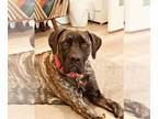 Mastiff DOG FOR ADOPTION RGADN-1393046 - Cash - Mastiff Dog For Adoption