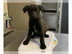 Cairn Terrier Mix DOG FOR ADOPTION RGADN-1393051 - *BELLE - Cairn Terrier /