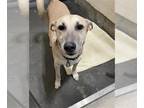 German Shepherd Dog-Shiba Inu Mix DOG FOR ADOPTION RGADN-1393061 - MAX - German