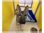 German Shepherd Dog DOG FOR ADOPTION RGADN-1393062 - JOHN - German Shepherd Dog