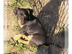Dachshund Mix DOG FOR ADOPTION RGADN-1393065 - Chorizo - Dachshund / Mixed