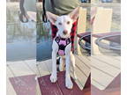 Huskies Mix DOG FOR ADOPTION RGADN-1393066 - Pschorr - Husky / Mixed (medium