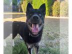 German Shepherd Dog-Huskies Mix DOG FOR ADOPTION RGADN-1393067 - Cyrus - Husky /