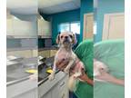 Shih Tzu Mix DOG FOR ADOPTION RGADN-1393069 - Benny (Shih Tzu) - Best Boy!