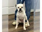 Boxer DOG FOR ADOPTION RGADN-1393070 - Roscoe - Boxer (short coat) Dog For