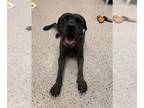 Mastiff DOG FOR ADOPTION RGADN-1393074 - FAITH - Mastiff (medium coat) Dog For