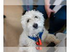 Poodle (Miniature) Mix DOG FOR ADOPTION RGADN-1393085 - Benny - Poodle