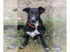German Shepherd Dog Mix DOG FOR ADOPTION RGADN-1393090 - Howie - German Shepherd