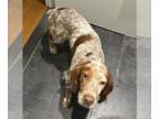 English Setter DOG FOR ADOPTION RGADN-1393095 - Red - English Setter Dog For