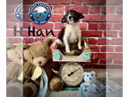 Rattle DOG FOR ADOPTION RGADN-1393104 - Han - Poodle (Miniature) / Rat Terrier /