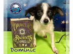 Rattle DOG FOR ADOPTION RGADN-1393105 - Dominic - Poodle (Miniature) / Rat